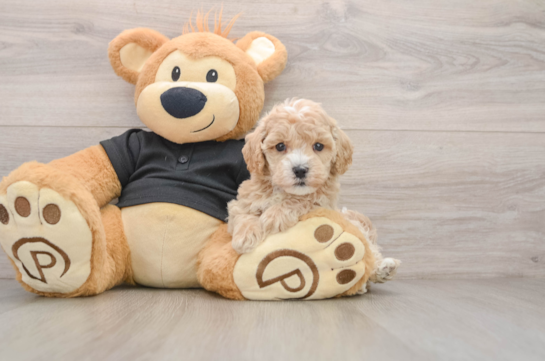 Funny Maltipoo Poodle Mix Pup