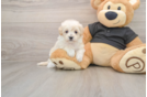 Small Maltipoo Baby