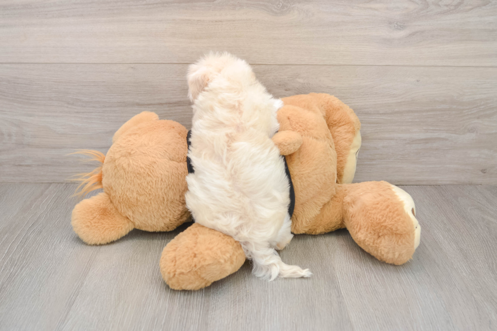 Best Maltipoo Baby