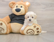 7 week old Maltipoo Puppy For Sale - Florida Fur Babies