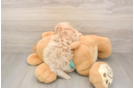 Energetic Maltidoodle Poodle Mix Puppy