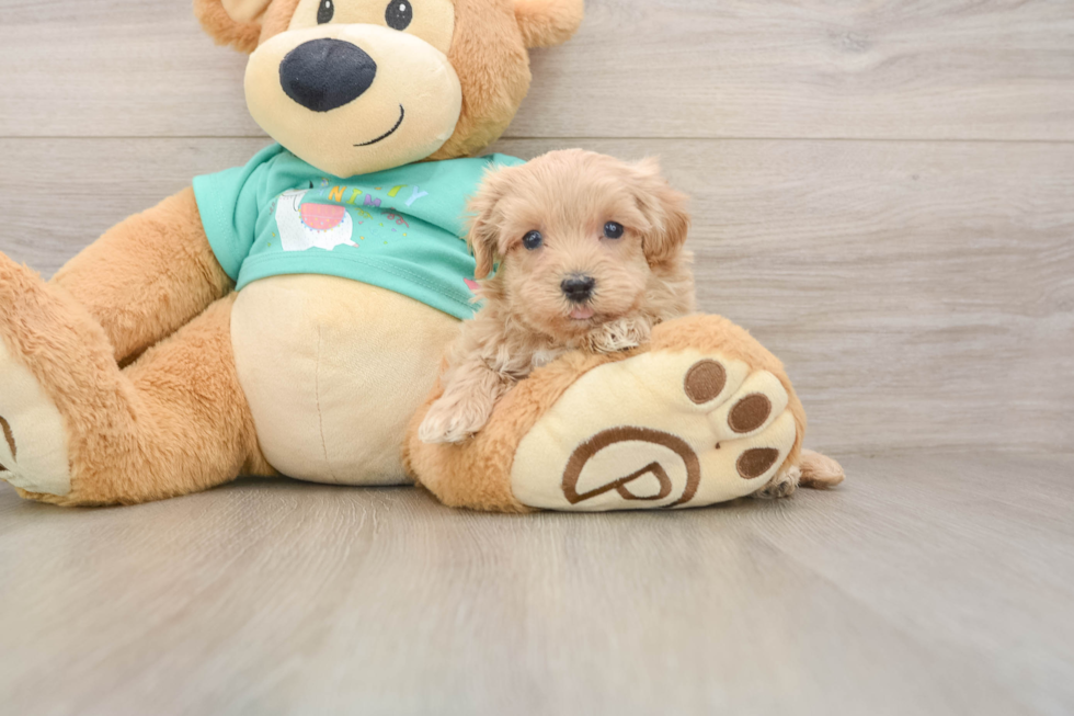 Smart Maltipoo Poodle Mix Pup