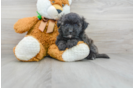 Meet Davie - our Maltipoo Puppy Photo 1/3 - Florida Fur Babies