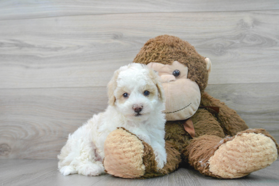 Maltipoo Puppy for Adoption