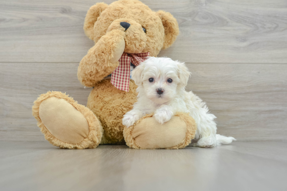 Happy Maltipoo Baby