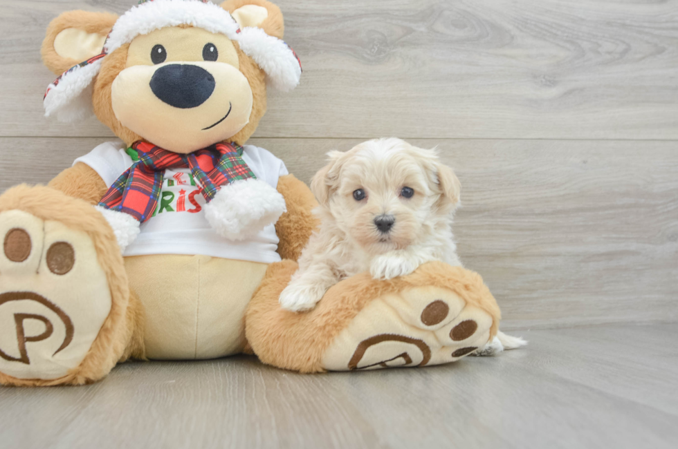 5 week old Maltipoo Puppy For Sale - Florida Fur Babies