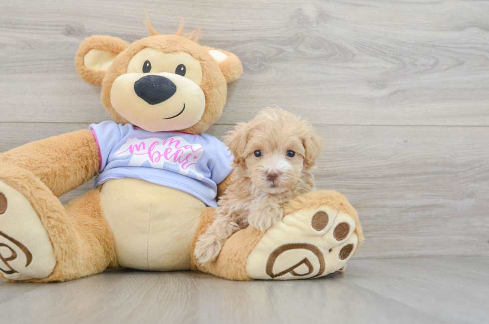 6 week old Maltipoo Puppy For Sale - Florida Fur Babies