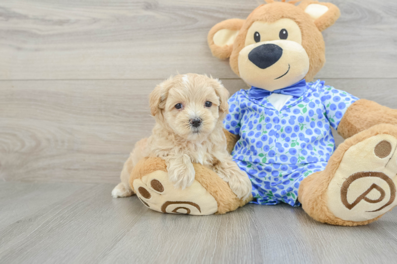 Meet Davis - our Maltipoo Puppy Photo 1/3 - Florida Fur Babies