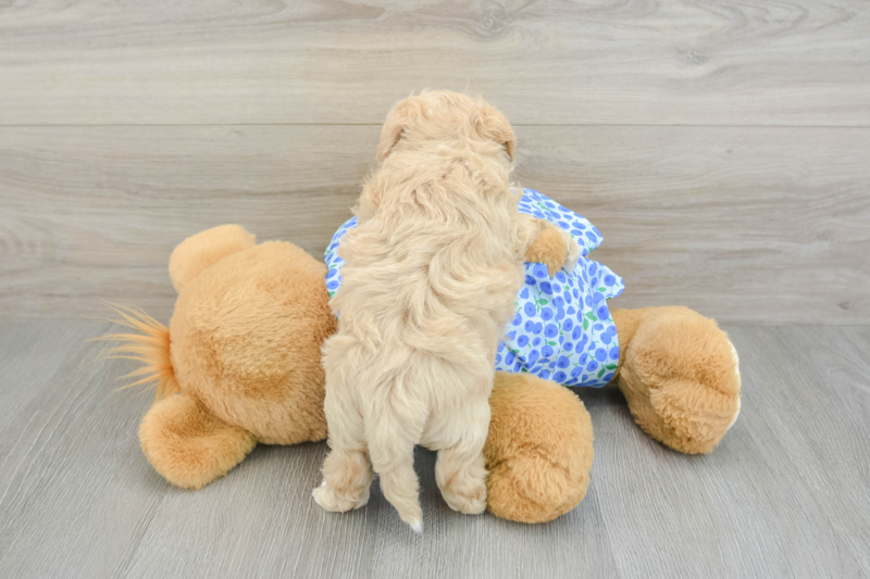 Meet Davis - our Maltipoo Puppy Photo 2/3 - Florida Fur Babies
