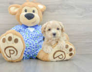 8 week old Maltipoo Puppy For Sale - Florida Fur Babies