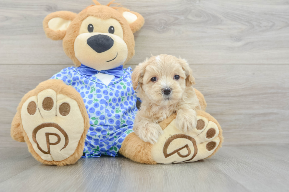 8 week old Maltipoo Puppy For Sale - Florida Fur Babies