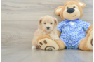 Maltipoo Pup Being Cute