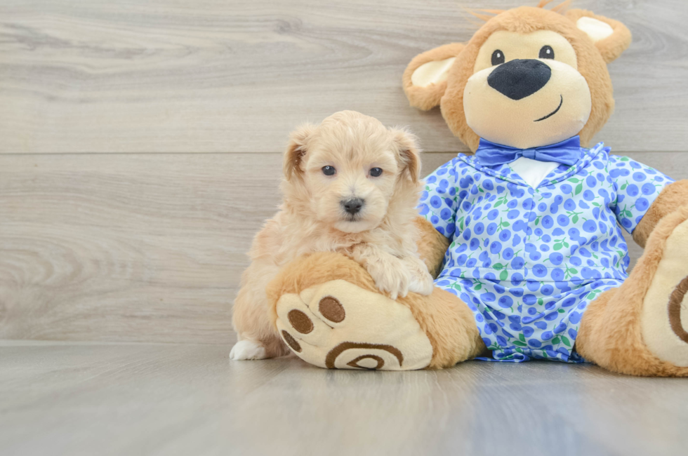 5 week old Maltipoo Puppy For Sale - Florida Fur Babies