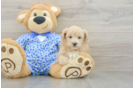 Best Maltipoo Baby
