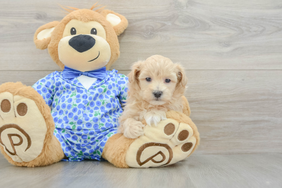 Best Maltipoo Baby