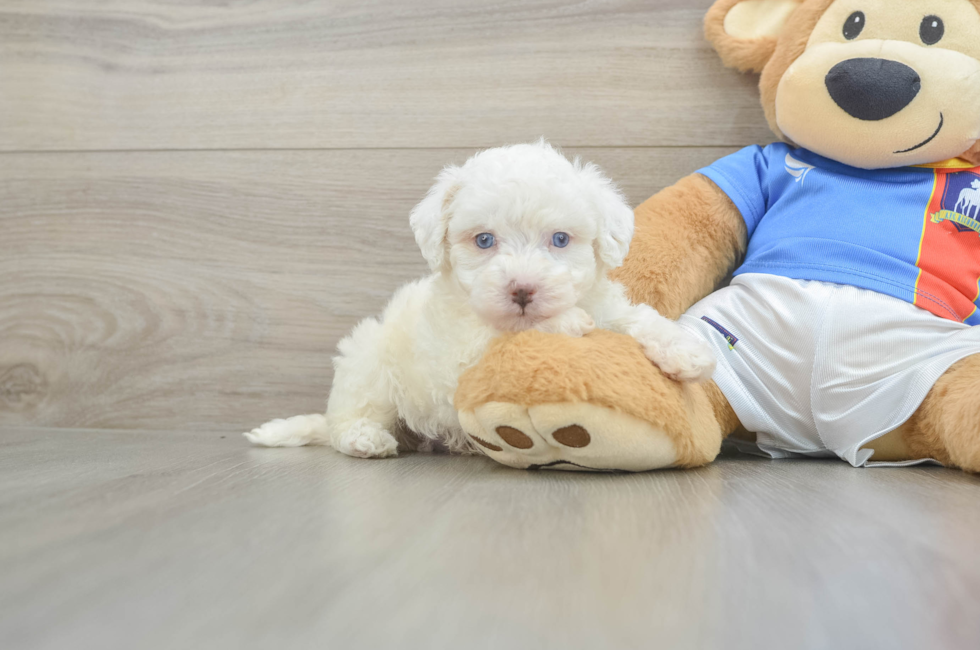 5 week old Maltipoo Puppy For Sale - Florida Fur Babies