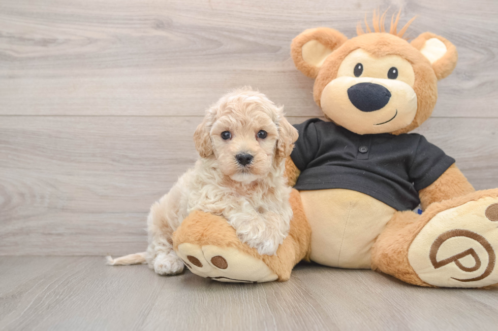 Friendly Maltipoo Baby