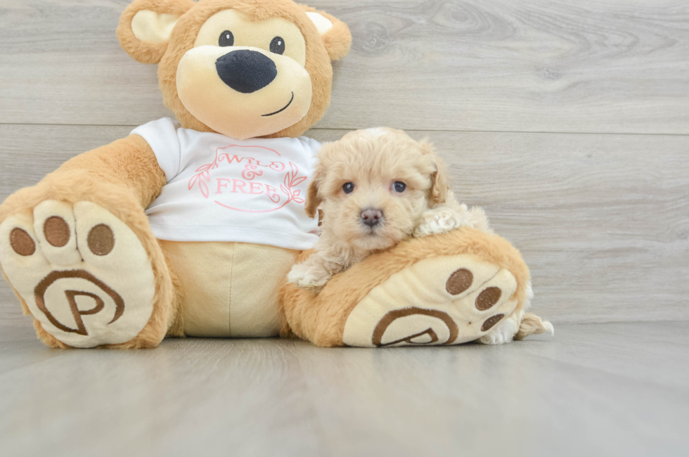 6 week old Maltipoo Puppy For Sale - Florida Fur Babies