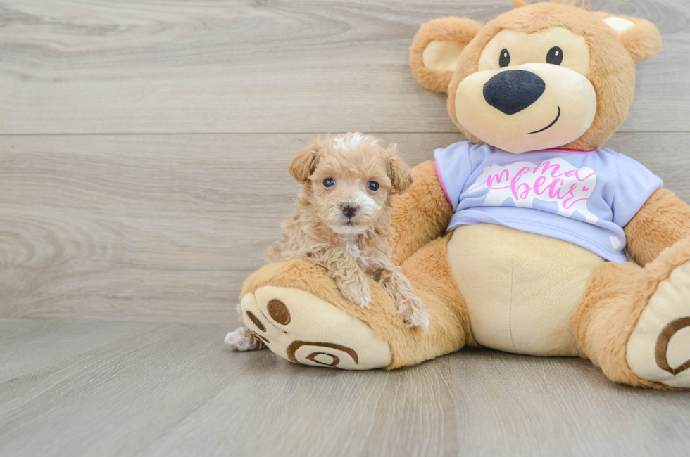 6 week old Maltipoo Puppy For Sale - Florida Fur Babies