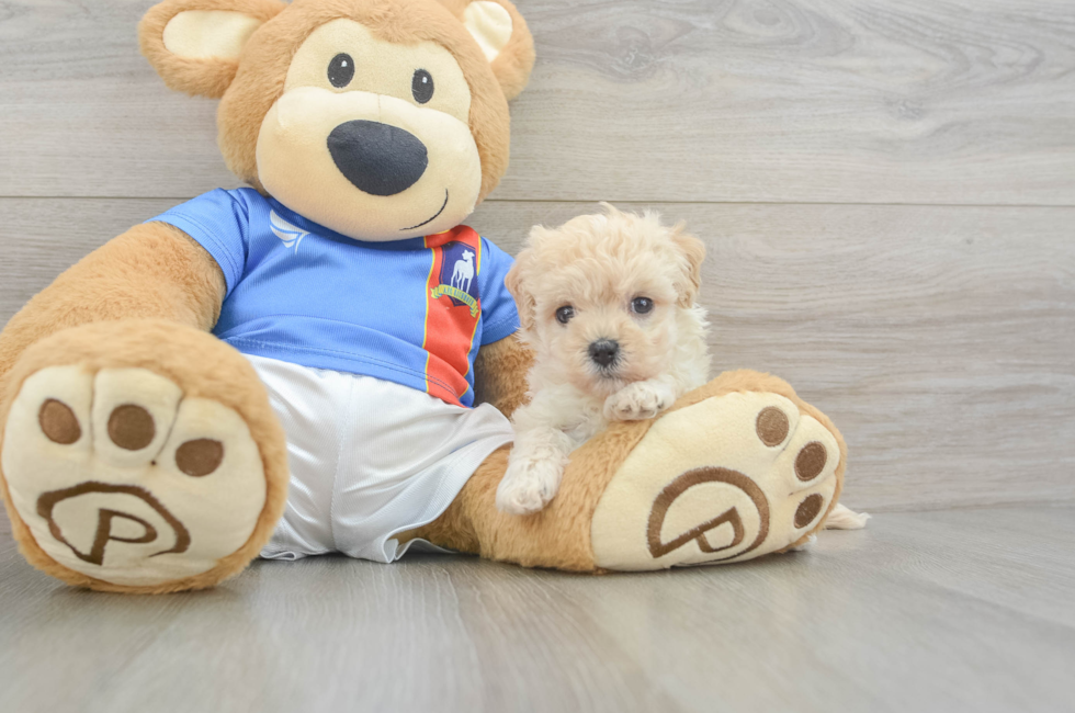5 week old Maltipoo Puppy For Sale - Florida Fur Babies