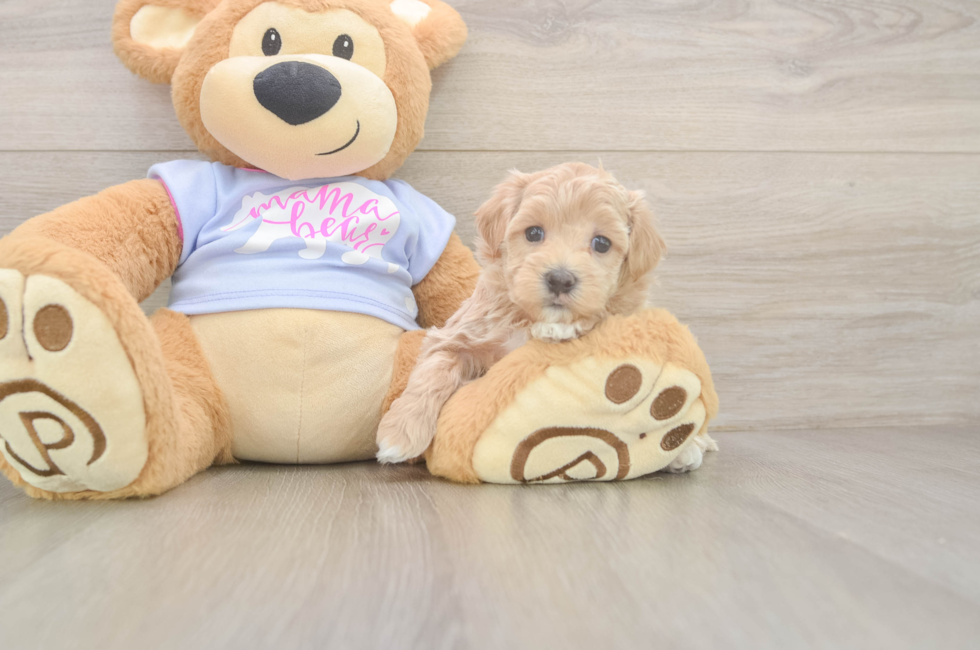 5 week old Maltipoo Puppy For Sale - Florida Fur Babies