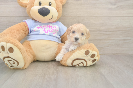 Hypoallergenic Malt Oodle Poodle Mix Puppy