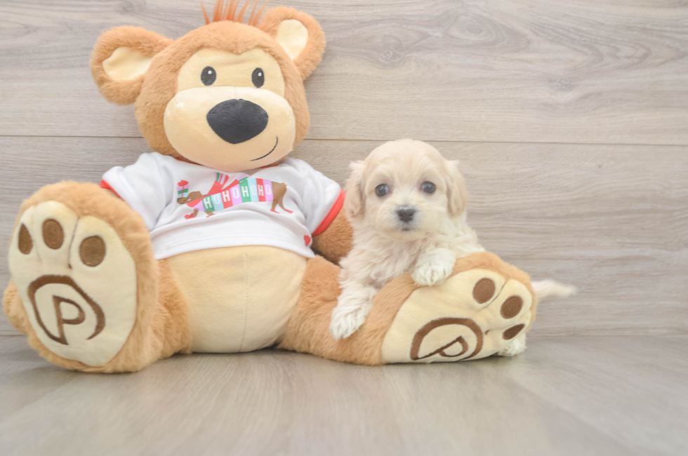 5 week old Maltipoo Puppy For Sale - Florida Fur Babies