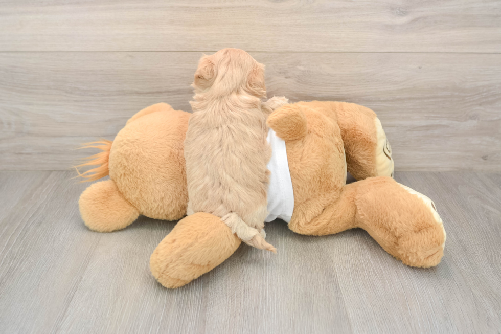 Maltipoo Pup Being Cute