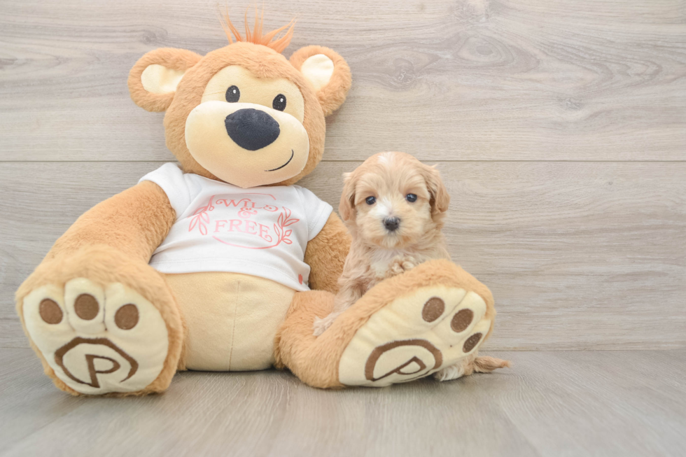 Popular Maltipoo Poodle Mix Pup