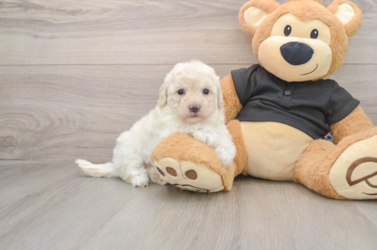 Funny Maltipoo Poodle Mix Pup