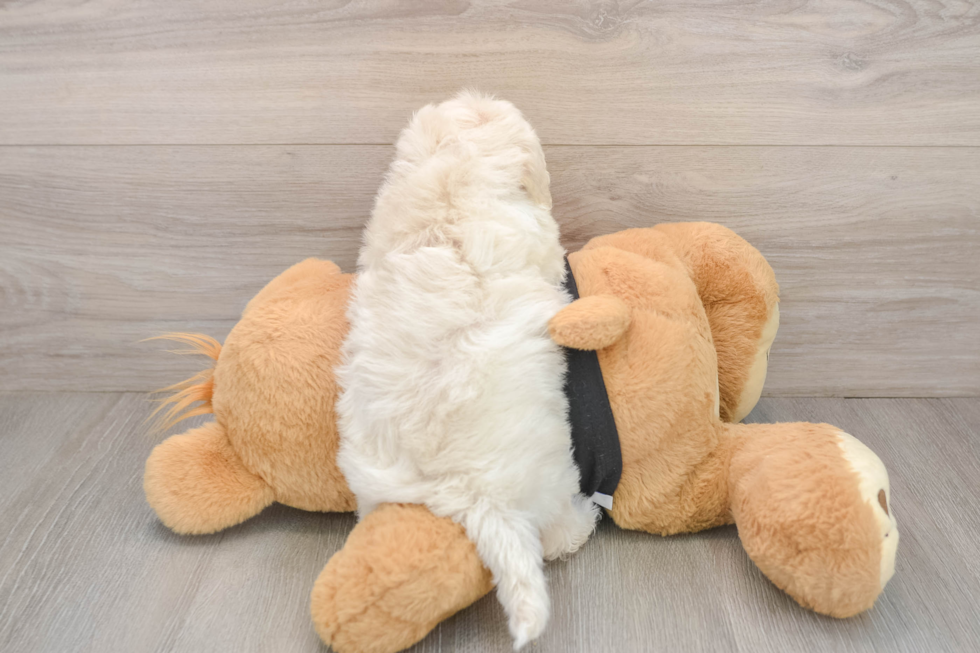Maltipoo Pup Being Cute