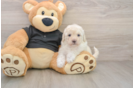 Best Maltipoo Baby