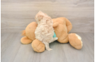 Best Maltipoo Baby
