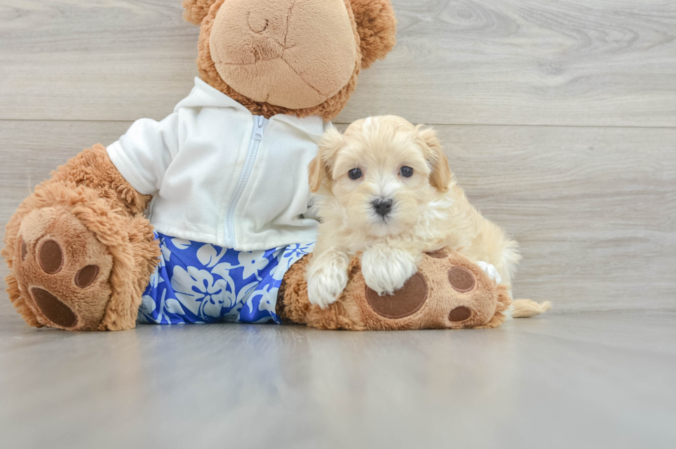 7 week old Maltipoo Puppy For Sale - Florida Fur Babies