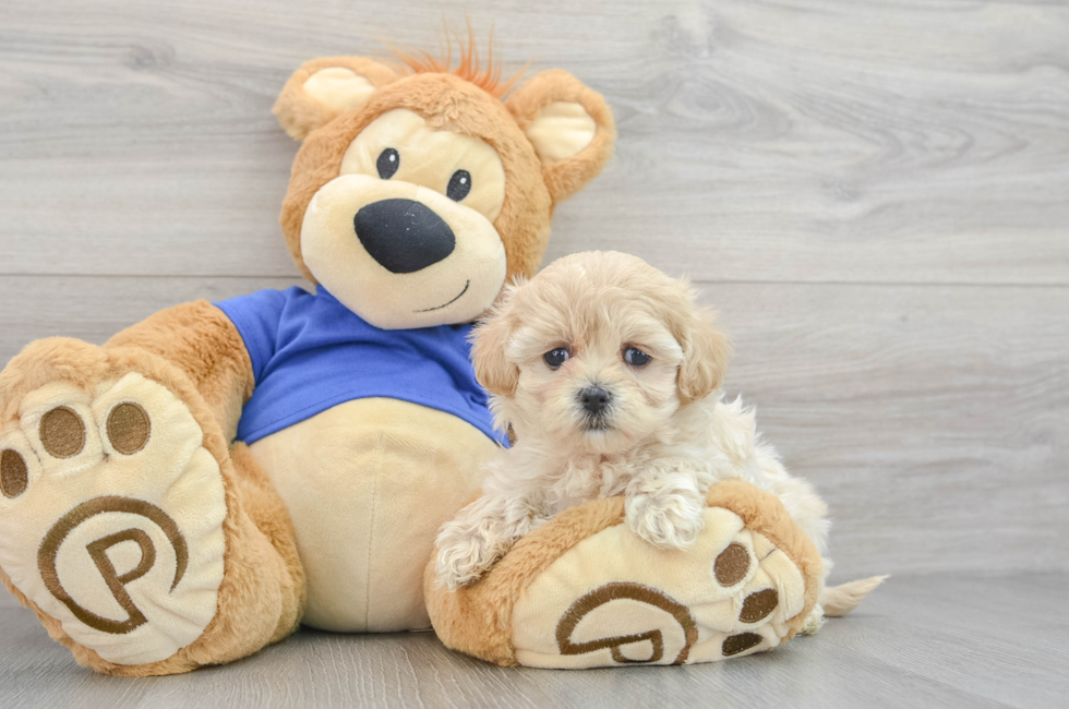 12 week old Maltipoo Puppy For Sale - Florida Fur Babies