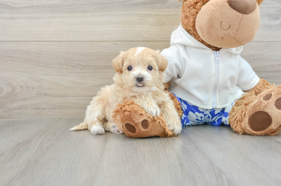 7 week old Maltipoo Puppy For Sale - Florida Fur Babies