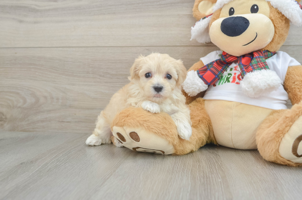 5 week old Maltipoo Puppy For Sale - Florida Fur Babies