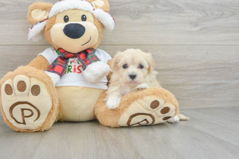 Best Maltipoo Baby