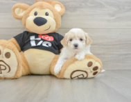 7 week old Maltipoo Puppy For Sale - Florida Fur Babies