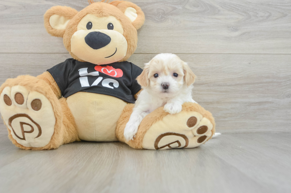 5 week old Maltipoo Puppy For Sale - Florida Fur Babies