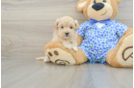 Petite Maltipoo Poodle Mix Pup