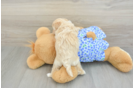 Petite Maltipoo Poodle Mix Pup