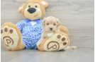 Maltipoo Pup Being Cute