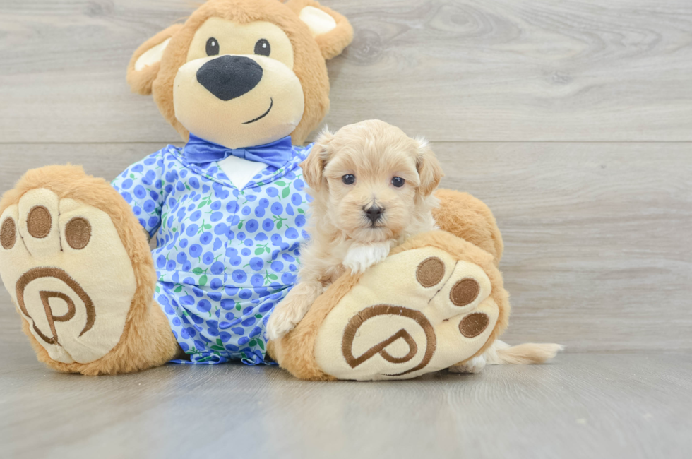 5 week old Maltipoo Puppy For Sale - Florida Fur Babies