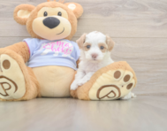 7 week old Maltipoo Puppy For Sale - Florida Fur Babies