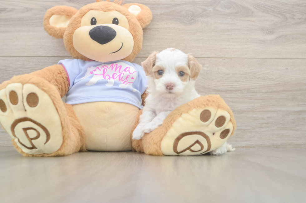 5 week old Maltipoo Puppy For Sale - Florida Fur Babies