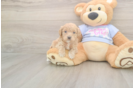 Best Maltipoo Baby