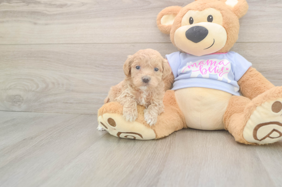 Best Maltipoo Baby