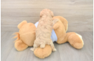 Maltipoo Pup Being Cute