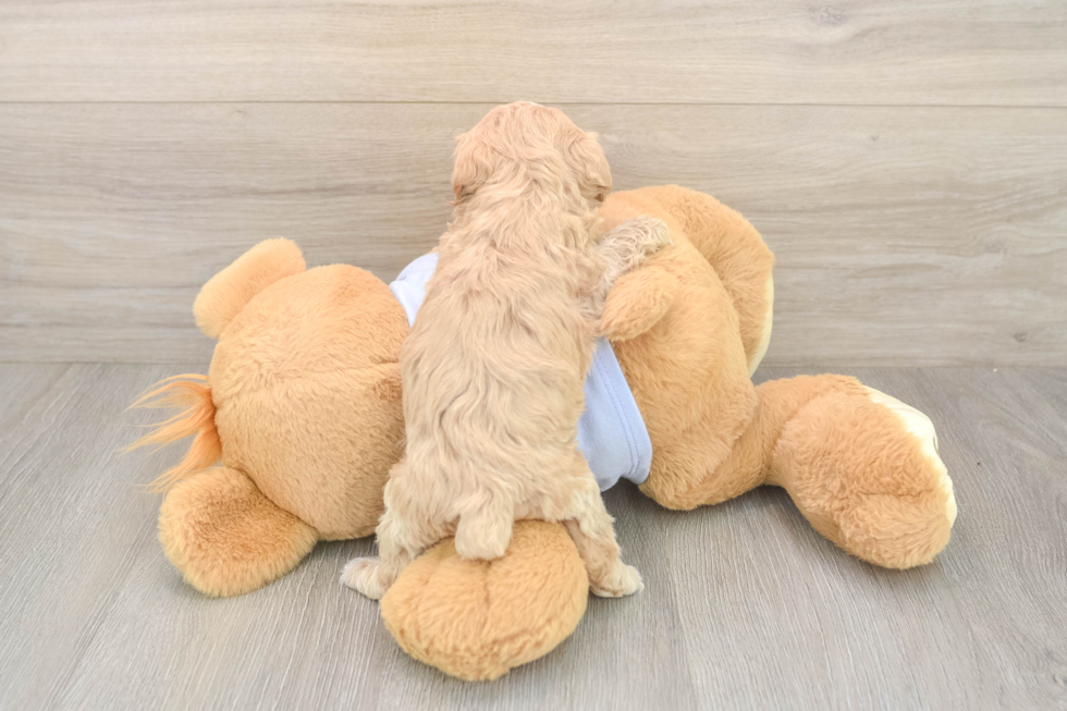 Maltipoo Pup Being Cute